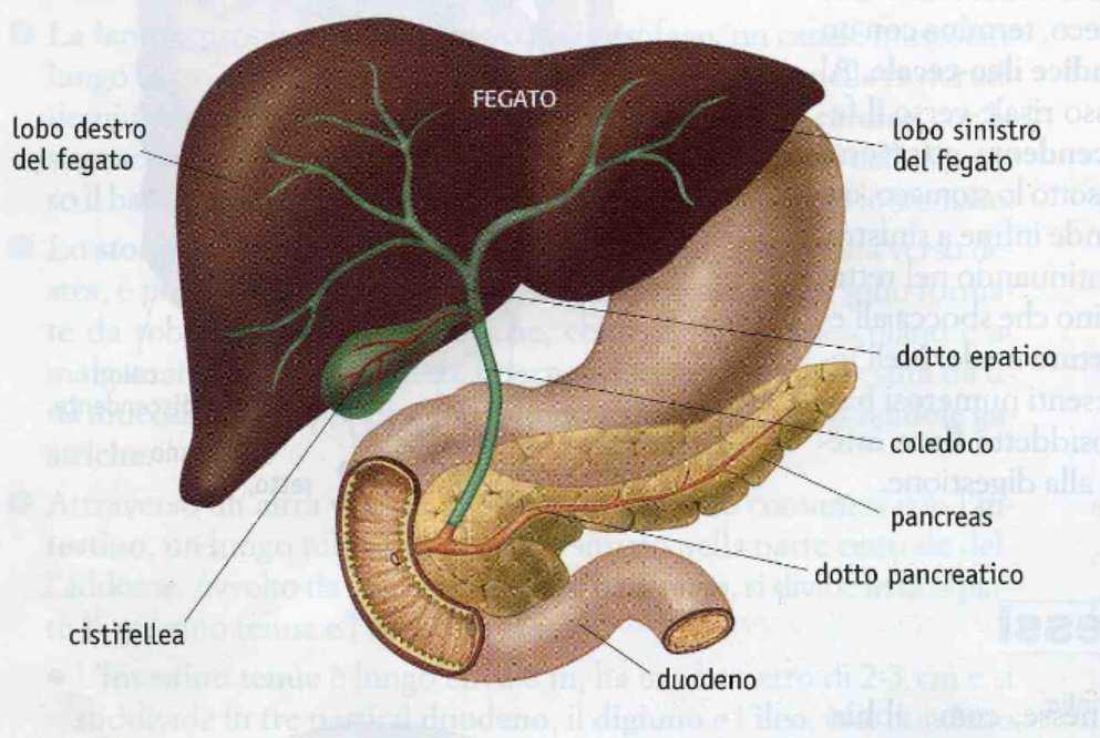 Al tubo digerente sono annesse, come abbiamo detto, le ghiandole salivari, il fegato e il pancreas.