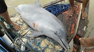 VITTIME BYCATCH DEL (pesca