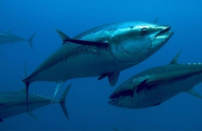 IL TONNO ROSSO RISCHIA L ESTINZIONE La pesca indiscriminata ha ridotto al limite della sostenibilita la popolazione di TONNI nei mari del Pianeta.