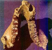 I PIÙ ANTICHI PROGENITORI DELL UOMO Nel 1948, in uno scavo nell'isola Rusinga sul lago Vittoria, Louis Leakey e sua moglie Mary rinvennero il cranio quasi completo e alcune ossa di arti di un genere