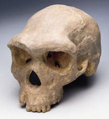 HOMO SAPIENS RHODESIENSIS Crani attribuiti a questa specie, appartenenti a discendenti di Homo erectus, furono trovati in Zambia negli anni venti, associati con utensili lavorati in pietra e osso e
