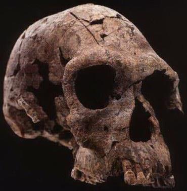 grandi degli esseri umani moderni), cranio più sottile con figura arrotondata.
