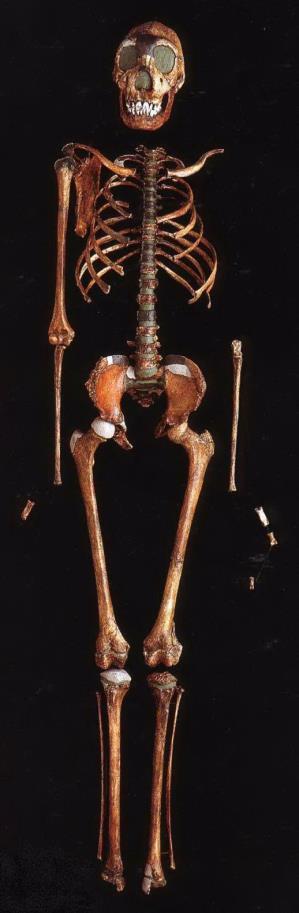 HOMO ERECTUS "Ragazzo di Nariokotome" 1,6 milioni di anni Homo erectus rappresenta una specie che conta numerosi fossili trovati in Africa orientale, Medio Oriente ed Asia, in un periodo che va da