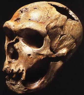 Il neanderthal ha dimorato principalmente nei climi freddi, con proporzioni del corpo adattate alle basse temperature: arti corti e molto robusti, altezza 1,6 m con 84 Kg di peso per i maschi, 1,5 m