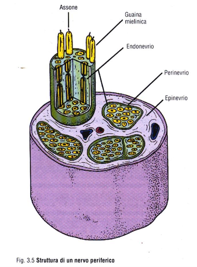 SISTEMA NERVOSO PERIFERICO Nervi: insieme di fibre mieliniche nel sistema nervoso periferico sensitivi, motori (effettori), misti Origine del nervo: Reale: luogo dove originano le fibre che lo