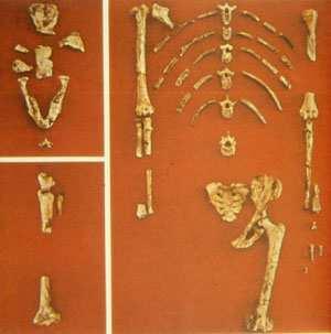 I suoi resti sono stati ritrovati in varie parti dell Africa in tre specie: l Australopithecus afarensis, successivamente sostituito dall Australopithecus