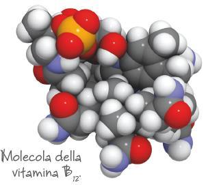 Vitamina B 9 e vitamina B 12»Vitamina B 9 (acido folico) Funzioni: è fondamentale per la produzione dei globuli rossi. Fonti alimentari: vegetali a foglia verde, fegato, lievito di birra, formaggio.