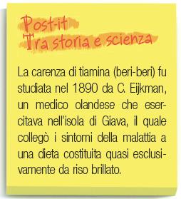 Vitamina B 1 (tiamina) Funzioni - partecipa al metabolismo glucidico - interviene nella trasmissione dell impulso nervoso Fonti alimentari: cereali integrali, lievito di birra, carne, uova, latte,