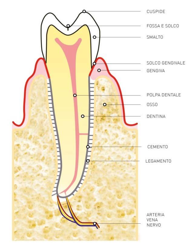 l alito non è più pesante, il paziente ha la sensazione di maggiore stabilità dei denti. Come si cura e previene la Gengivite. 1.