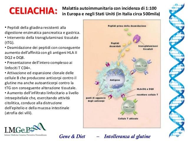 In breve: I frammenti di glutine (i peptidi), dopo avere oltrepassato la barriera degli enterociti entrano in contatto con la transglutaminasi tissutale che ne determina la deamidazione, sotituendo