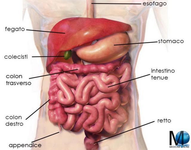 La celiachia (dal greco koiliakós, "addominale", da κοιλία, "addome", "ventre") è comunque una malattia autoimmune presente nell'intestino tenue.