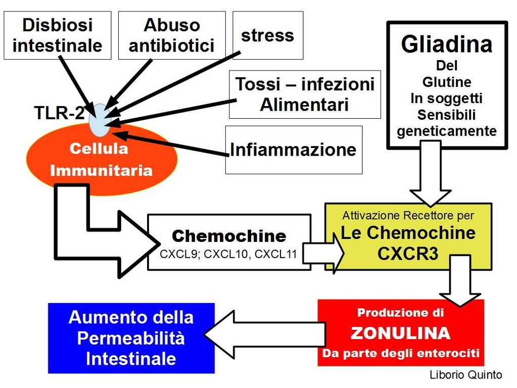 Oltre all azione dei Linfociti T, nei pazienti celiaci non trattati, si ritrova ( vedi figure sopra) anche un azione dei Linfociti B che porta alla produzione di anticorpi anti-gliadina,