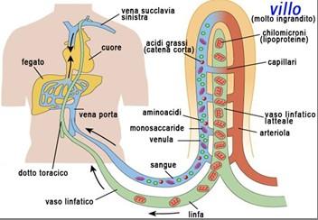 l'esterno di un organo o di un tessuto) della mucosa dell'intestino, che