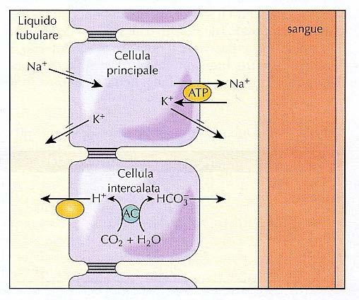 TUBULO DISTALE E DOTTO COLLETTORE: RIASSORBIMENTO DI Na +, HCO 3-, H 2 O SECREZIONE DI H +, K + Cl - cellule principali: riassorbono Na + (15%) e secernono K + cellule intercalate: riassorbono HCO 3