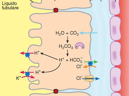 Cellule intercalate di tipo A: secrezione di