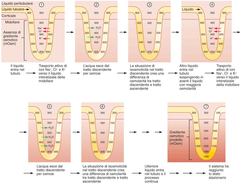 La moltiplicazione in controcorrente per creare il gradiente osmotico Il filtrato che entra nell ansa di