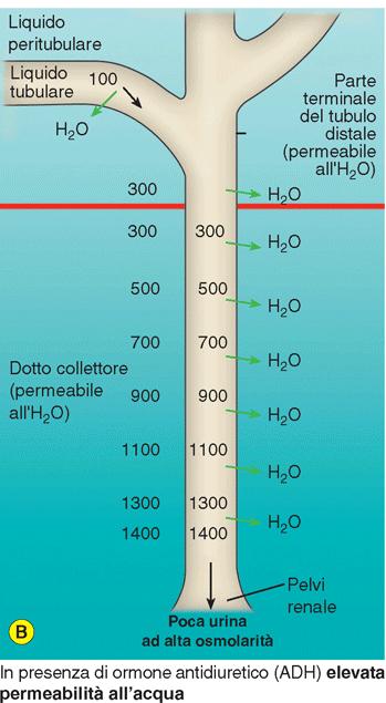 ) = molta urina a bassa osmolarità Molto ADH= alta permeabilità H 2