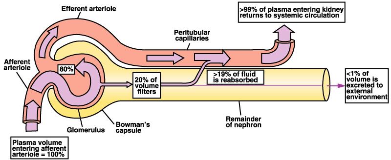 capillare peritubulare 80% >19% : riassorbito 20% Frazione di filtrazione riassorbimento = movimento di soluti filtrati e di acqua dal lume tubulare al plasma (la secrezione è il processo inverso) >