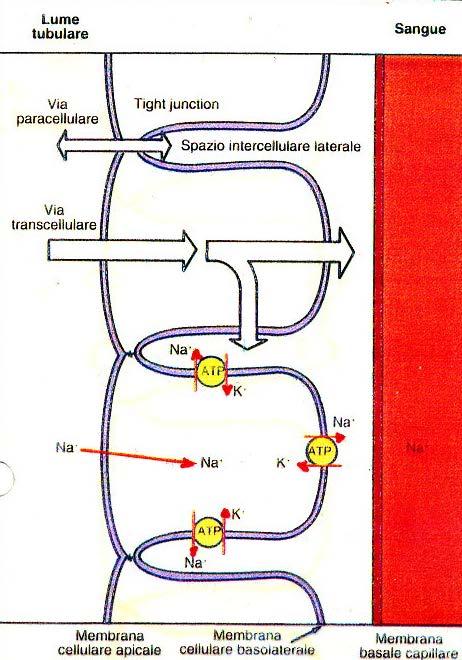 RIASSORBIMENTO E SECREZIONE TUBULARE Il nefrone possiede un elevatissima attività di riassorbimento (180 l/giorno di ultrafiltrato e 1.