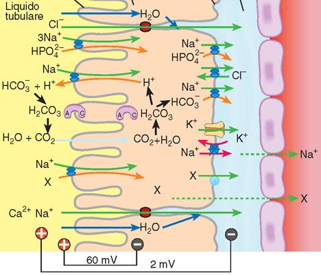 TUBULO CONTORTO PROSSIMALE: RIASSORBIMENTO DEL HCO3 -, Na + massimo riassorbimento del Na + (60%) t. attivo sulla m.