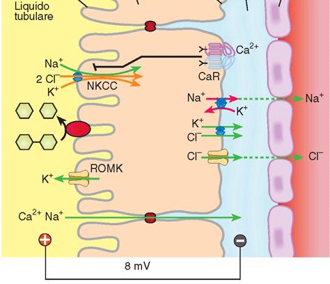 ANSA DI HENLE (tratto ascendente spesso) : RIASSORBIMENTO DI NaCl, K +, Ca 2+, Mg 2+ riassorbe il 20% di Na +, K + e Cl ultrafiltrati m. sierosale: pompa Na + /K + ATPasi, canali K + e Cl m.