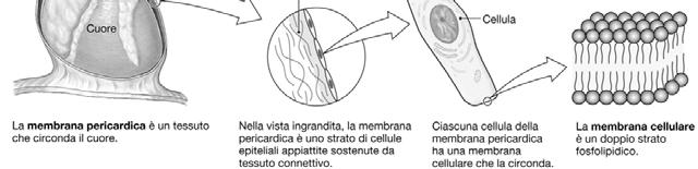 prodotti di secrezione 3.