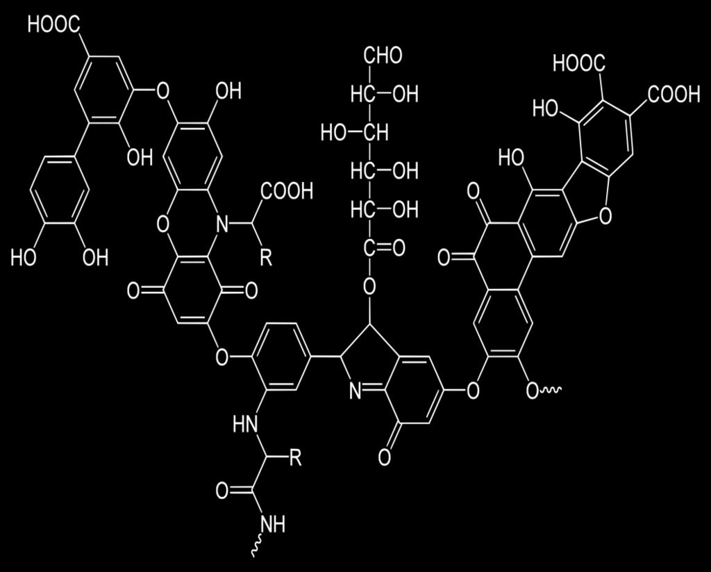 PROBLEMATICHE CONNESSE ALLA PRESENZA DI ACIDI UMICI IN ACQUA E/O SUOLO Gli acidi umici giocano un ruolo importante nella diffusione e/o migrazione degli inquinanti nel suolo, a causa della loro