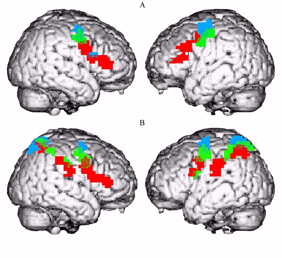 Imitazione e apprendimento: i neuroni mirror osservazione di una bocca che afferra vs di una bocca statica