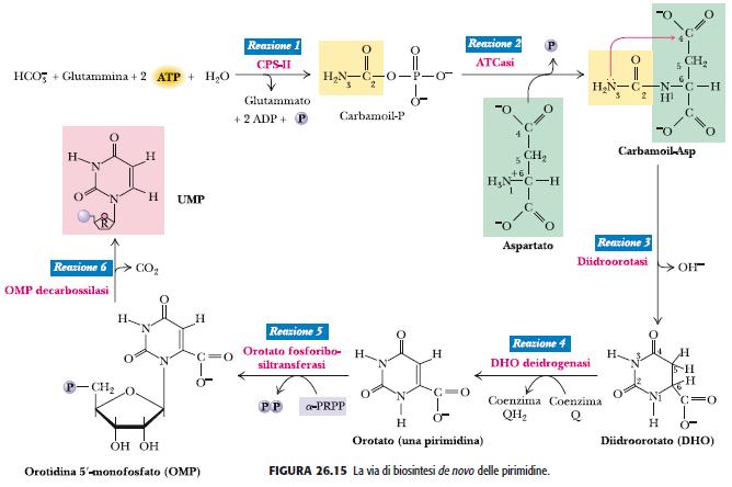 La carbamil fosfato sintetasi II è citosolica * La carbamil fosfato sintetasi I (ciclo dell urea e biosintesi dell arginina) è mitocondriale