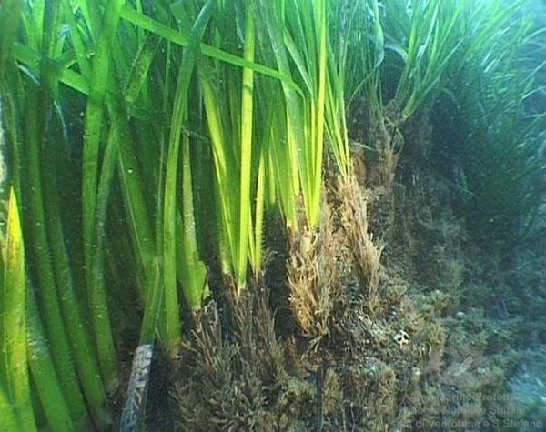 1 HABITAT ROCCIOSI E GROTTE SPECIE 6 INVERTEBRATI ( Cnidari,