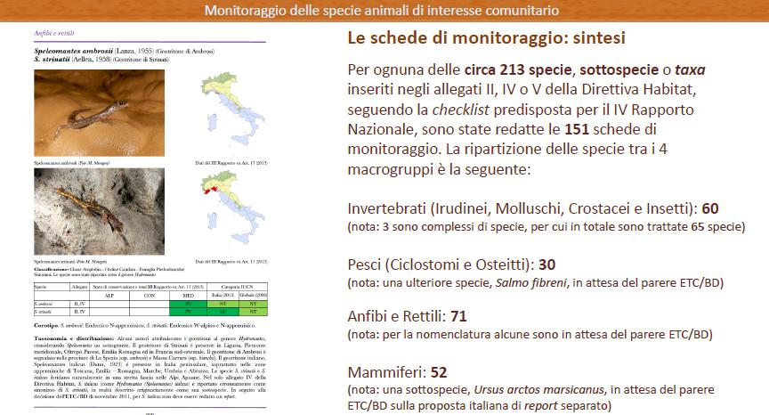 Monitoraggio delle specie