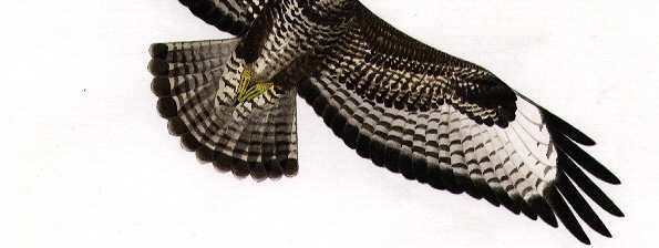 Sparviere Nibbio bruno Falco di palude