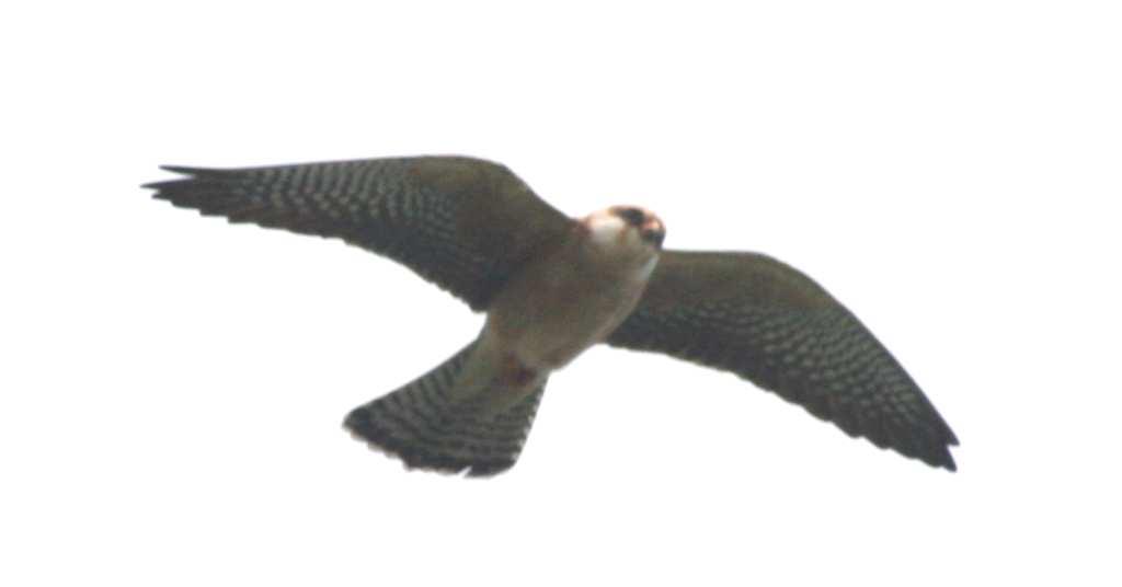 Falco cuculo 1.