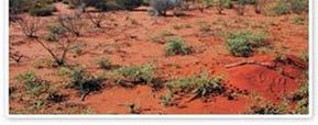 Kata Tjuta National Park, Uluru-Kata Tjuta Cultural Center, base di Uluru (10 Km, 3-4 ore, facile), Kuniya Walk e Mutitjulu Waterhole, Valle dei venti TRASFERIMENTO INCLUSO IN