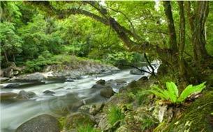 E 'l'unico luogo sulla Terra dove esistono due gioielli classificati come Patrimonio Mondiale dell Umanità: la Grande Barriera Corallina e la foresta pluviale di Daintree e Cape Tribulation.