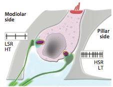 Hidden hearing loss Perdita selettiva di sinapsi