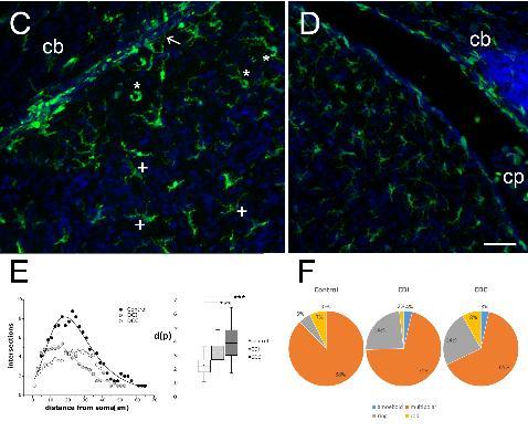 microglia