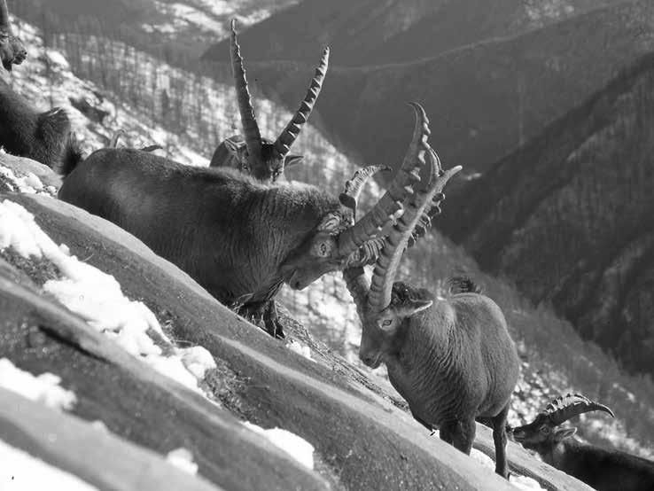 TIPICA FAUNA ALPINA Specie Area campione Data Operatori Squadre Sup. censita ha Maschi censiti Densità maschi /100 ha FAGIANO DI Val Pellice 15/5 15 8 942 57 6,0 MONTE Val Germanasca 15/5 15 7 1.