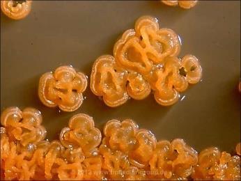 profilassi chirurgica Streptomyces Micromonospora TETRACICLINE Naturali (Streptomyces):