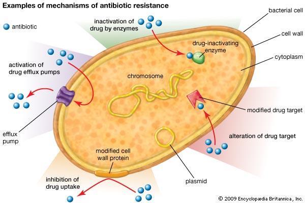 Resistenza ai farmaci antimicrobici Meccanismi di resistenza «acquisita» I principali meccanismi responsabili di antibiotico-resistenza possono essere riconducibili alle seguenti tipologie: