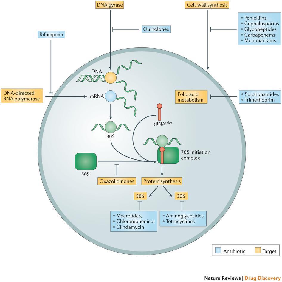 Farmaci antibatterici Classificazione Meccanismo di azione: inibitori della sintesi di parete cellulare (β-lattamici) inibitori della sintesi di acidi nucleici (fluorochinoloni)
