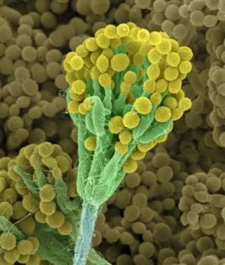 Inibitori di parete cellulare β-lattamici La classe di antibiotici più numerosa e di uso più comune, formata da diverse molecole battericide dotate di un anello β-lattamico: PENICILLINE Naturali