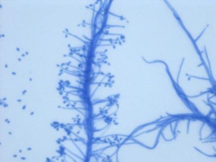 achremonium e Streptomyces spp.