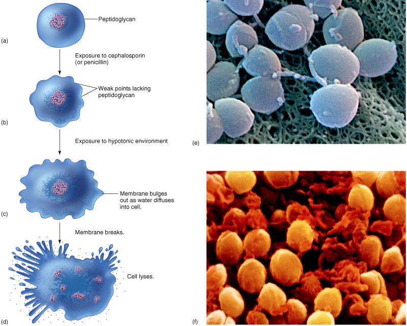 Inibitori di parete cellulare β-lattamici meccanismo di azione Azione BATTERICIDA Il