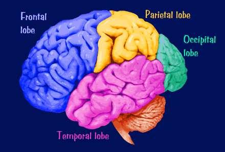 Demenza fronto-temporale Malattia neurodegenerativa del lobo frontale e temporale del cervello Comportamento Funzioni