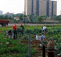 degli alimenti Prezzi degli alimenti