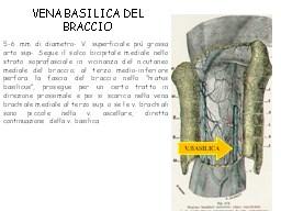 Per quanto riguarda le vene del braccio, la più importante è sicuramente la vena basilica.