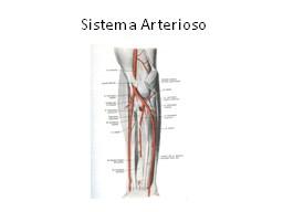 A questo punto andiamo a valutare il sistema arterioso del braccio e dell avambraccio. Le arterie che ci interessano sono l arteria radiale, l arteria ulnare e l arteria brachiale.