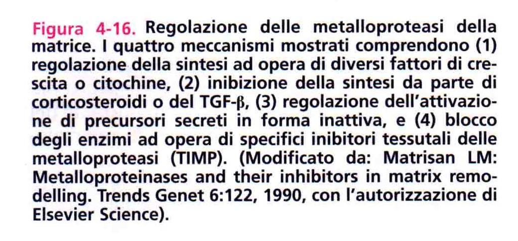 Fibrosi Danno cellulare proliferazione cellulare + produzione di matrice extracellulare, mediata principalmente da TGF-β. La sovrapproduzione di TGF-β cessa quando il danno tissutale è riparato.