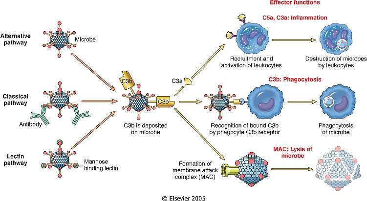 attivate e collagene esposto in corrispondenza delle lesioni. La plasmina degrada la fibrina dei trombi (fibrinolisi) e impedisce la trombosi L'attivazione e le funzioni del sistema del complemento.